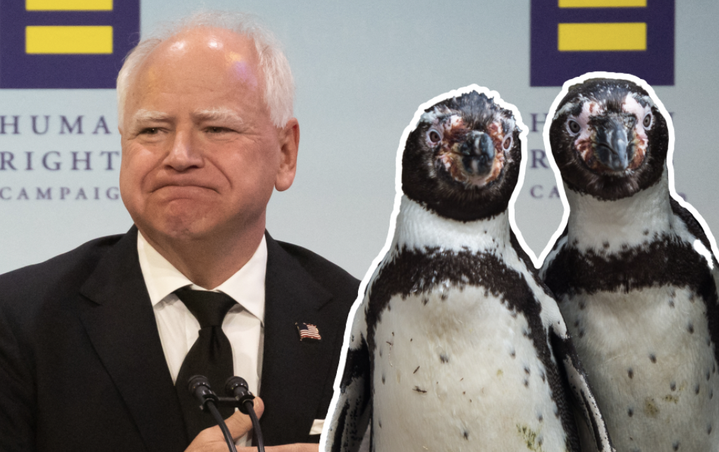 Tim Walz scores another viral moment, thanks to Republicans’ weird obsession with… gay penguins?