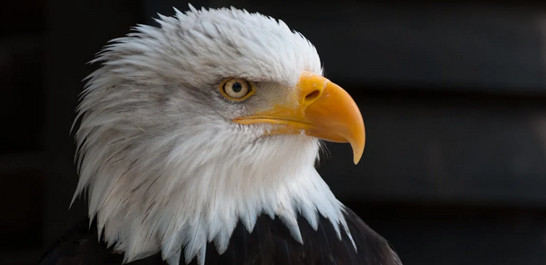 Biden Signs Bill Making Bald Eagle Official US Bird