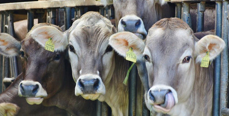 Dairy Farmers Are Calling Bird Flu “COVID For Cows”