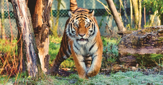 20 Big Cats Die Of Bird Flu At WA Wildlife Sanctuary